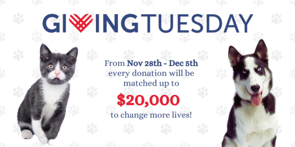 Have your donation doubled this Giving Tuesday!