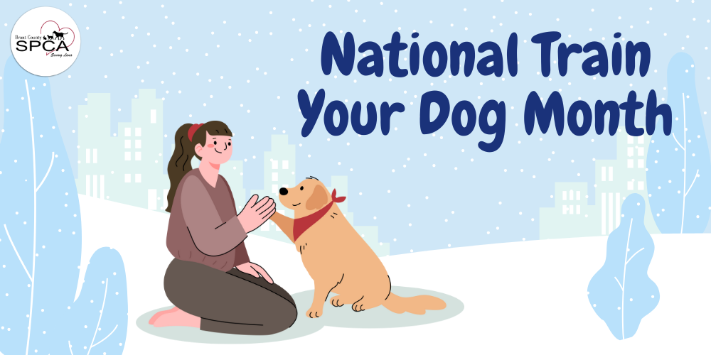 How to Get Started with Obedience Training: Celebrating National Train Your Dog Month
