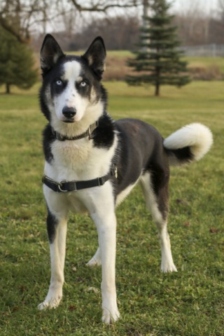 Rocky a large black and white Husky stares at the camera in a middle of a field. 