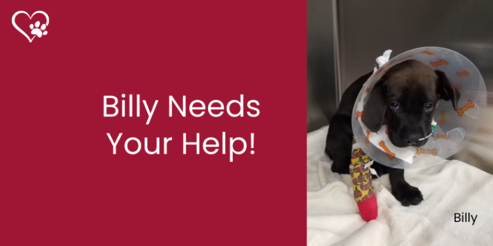 Billy needs your help!