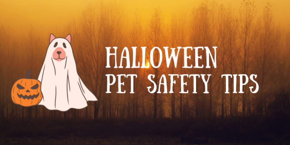 Keep Your Furry Friends Safe this Halloween: Tips from Brant County SPCA