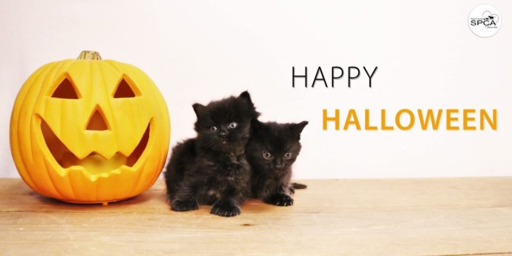 Halloween Fun with our Pets by our Side!