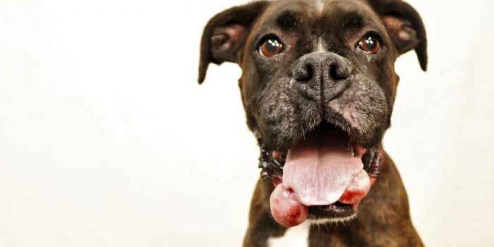 Candy The Boxer is Fighting for a Sweeter Future