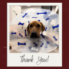 Nala's Story Continues: Pupdate!