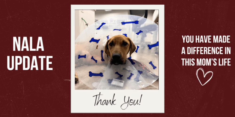 Nala’s Story Continues: Pupdate!