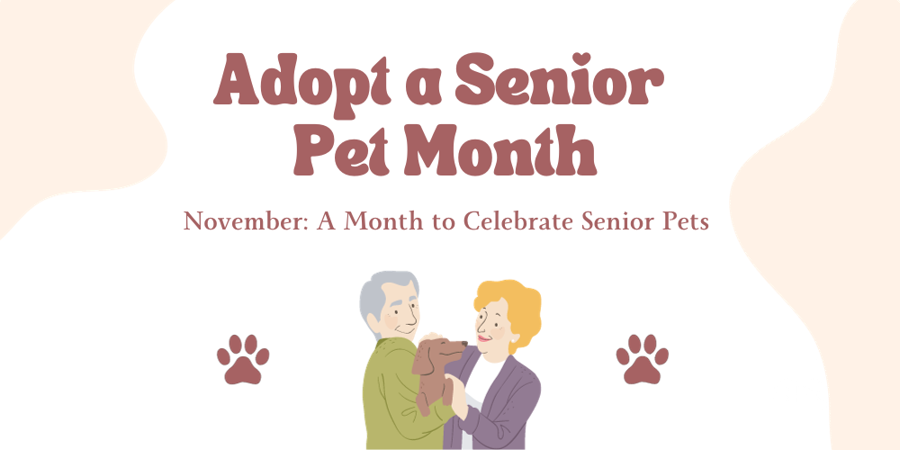 The Benefits of Adopting a Senior Pet