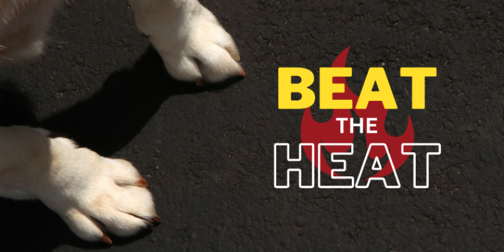 Beat The Heat! Essential Summer Heat Safety Tips for Dogs
