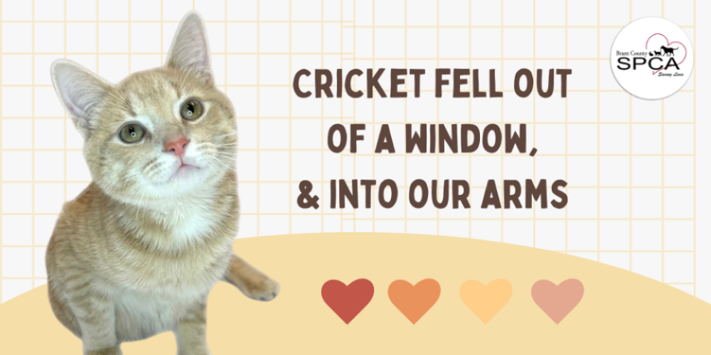 Cricket fell out of a window, and into our arms!