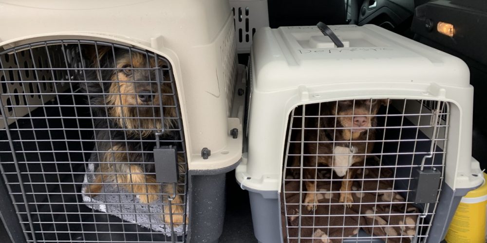 Brant County SPCA Assists with Dog Transfer from the US