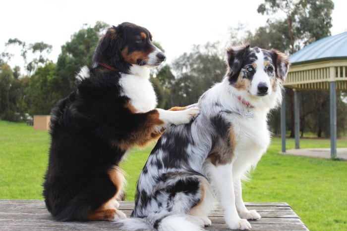 massage-dogs