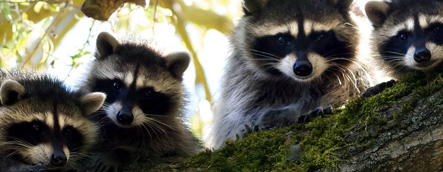 wildlife-racoons