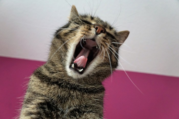 yawning-cat